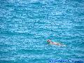 Caretta Caretta
