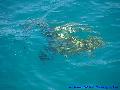 Caretta Caretta