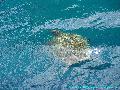 Caretta Caretta