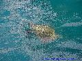 Caretta Caretta
