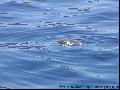 Caretta-Caretta