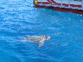 Caretta-Caretta