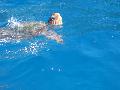 Caretta-Caretta