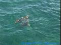 Caretta Caretta
