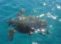 Caretta Caretta