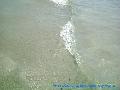 Laganas hullm