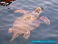 Caretta Caretta