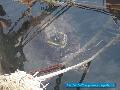 Caretta Caretta